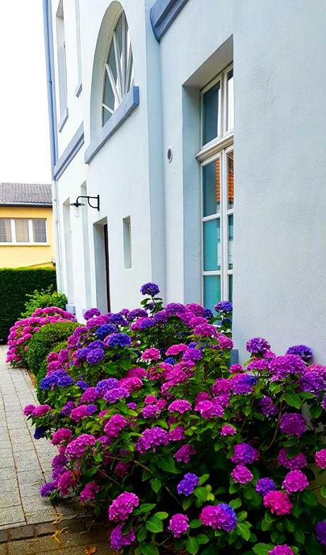 Hotel ZweiLinden Meckenheim Bonn Exterior foto